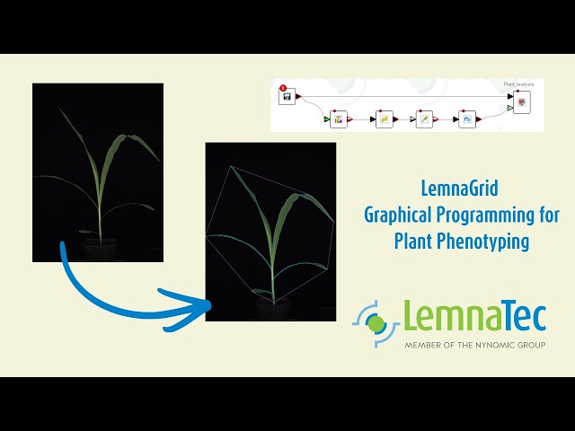 Your Programming for Maize Phenotyping - LemnaGrid