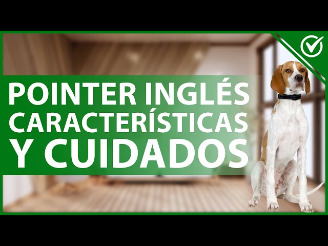 🐶 Cómo son los Perros Pointer Inglés - Guía de Características y Cuidados 🐶