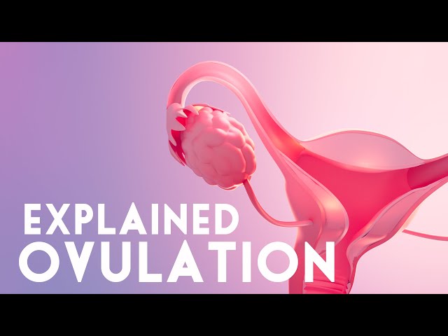 How ovulation works? | Ovulation explained