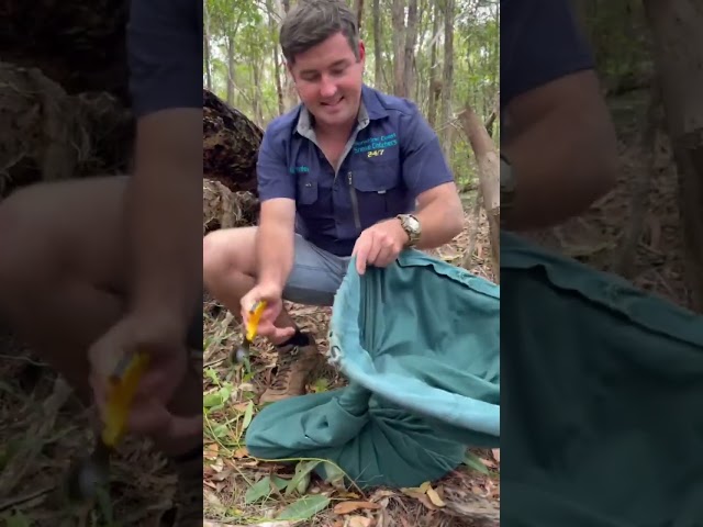 Australian Snake Catcher Warns Pet Owners After Python Ate Cat