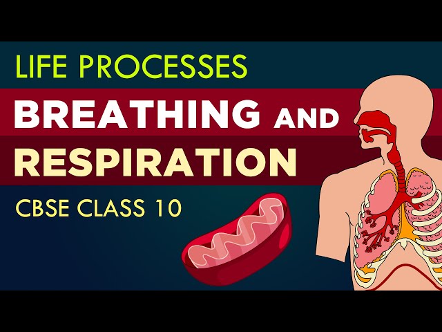 Breathing and respiration |Life processes class 10th cbse | NCERT class 10 | CBSE syllabus