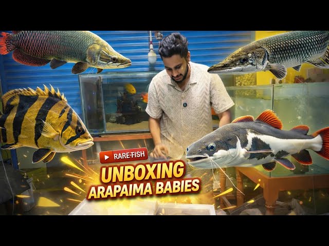 Unboxing Arapaima babies platinum redtail catfish Ribsaw catfish | pond setup | bt aqua Coimbatore 