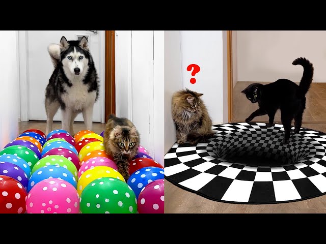 Owner Has NEW Challenges For  Dogs And Cats EVERY DAY | Part 3