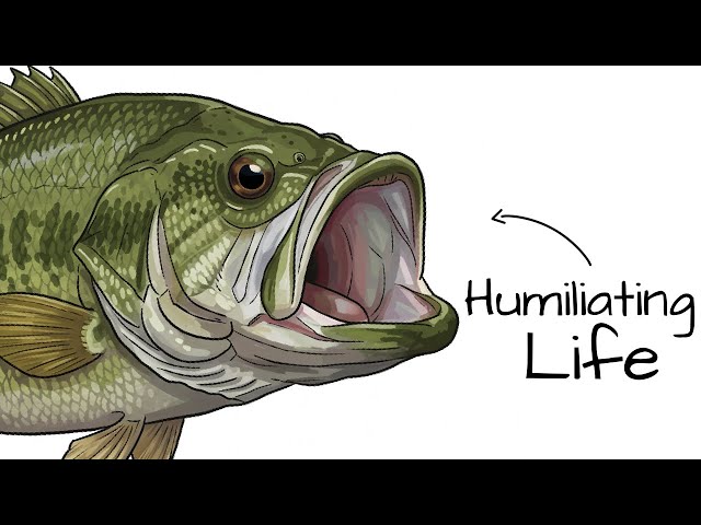 Why it Sucks To Be Born As a Largemouth Bass