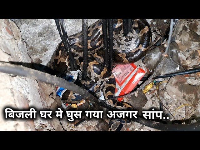 What is the difference between indian rock python snake and Russell's viper snake snakes.?