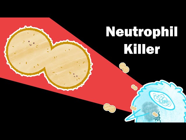 Why is Gonorrhea So Hard To Fight?