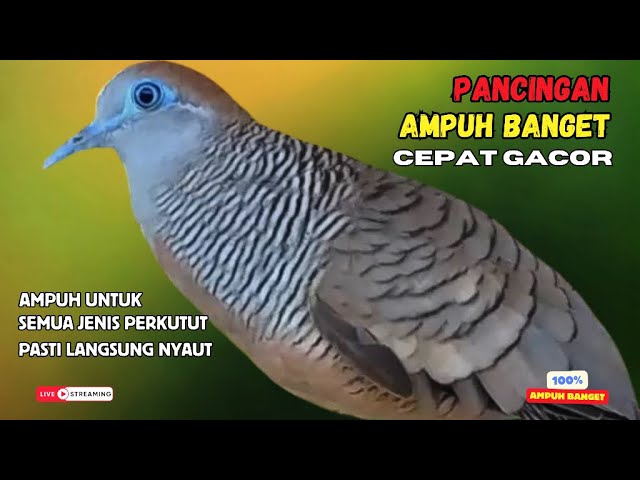 PERKUTUT LOKAL GACOR Pancingan Burung perkutut Pagi Hari Agar Cepat Bunyi Terus - Zebra Dove 088