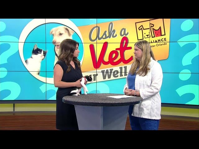 'Ask a Vet' - Upper respiratory infections