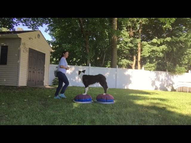 Canine Conditioning and Obedience