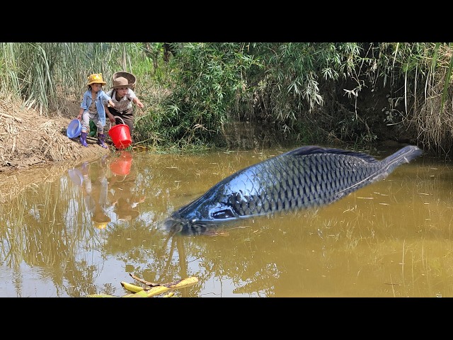 Meet the giant fish in a wild puddle. The girl and her child caught many giant fish