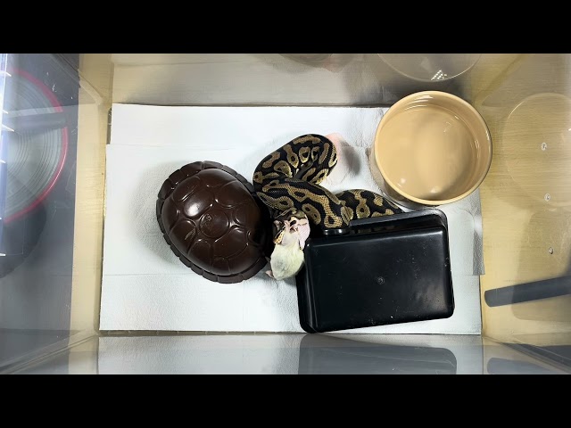 SUSHI | Pastel Enchi Het Clown Royal / Ball Python | #feeding 💛🎬 (10.03.26)