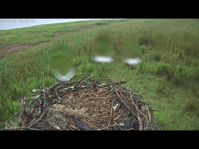 Great Bay Osprey Cam