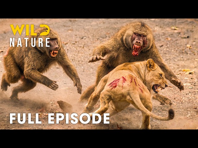 AFRICAN SAVANNAH | Nature's Greatest Fight for Survival (Full Episode) | Wildlife Documentary