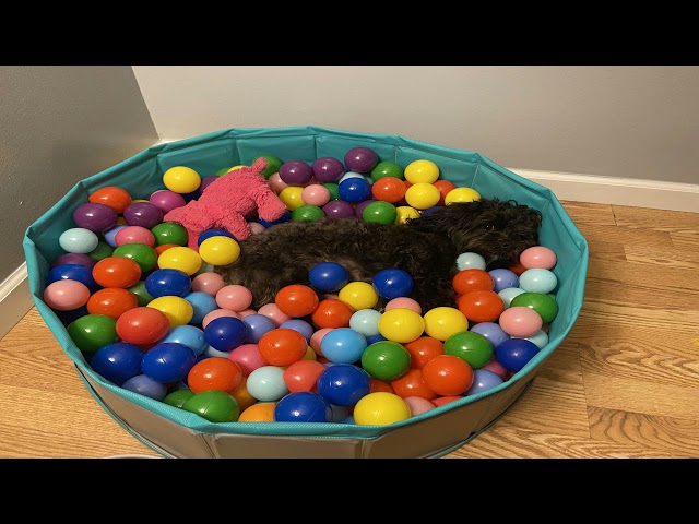 Incredible posts from r/rarepuppers | Jon Jones