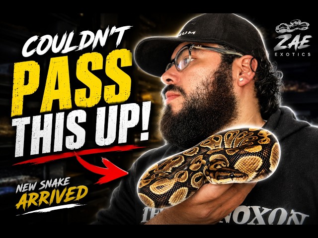I Couldn't Leave This Snake Behind...