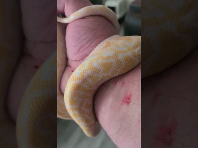 BURMESE PYTHON HANDLING @BobClarkReptile 