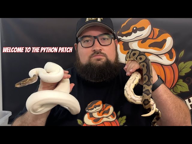 We bred our Ball Pythons…