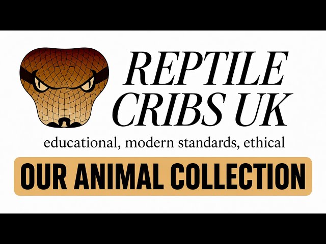 Reptiles, Amphibians & inverts
