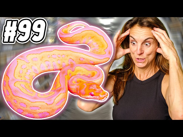 We Hatched Some INSANE Baby Snakes This Year