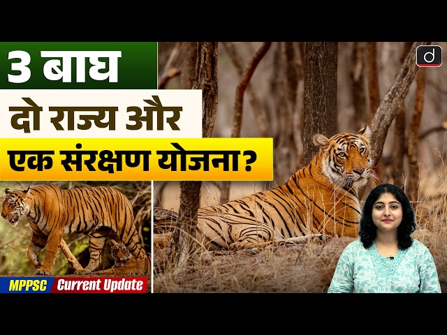Why 3 Tigers Are Moving from Madhya Pradesh to Similipal Tiger Reserve
