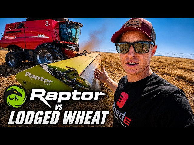 Harvesting Flat Wheat: Stripper Headers vs Draper Headers