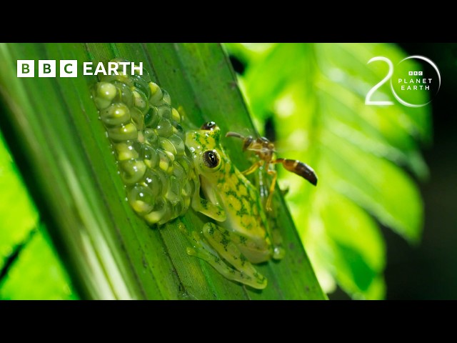 Super Dad Frog Defends His Eggs From Wasps | 20 Years of Planet Earth II | BBC Earth