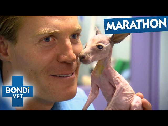 Best Of Bondi Vet Season 1 Marathon | Episodes 7 to 9