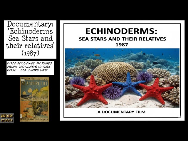 Echinoderms Sea Stars and their Relatives - 1987 (Vintage Nature Documentary)