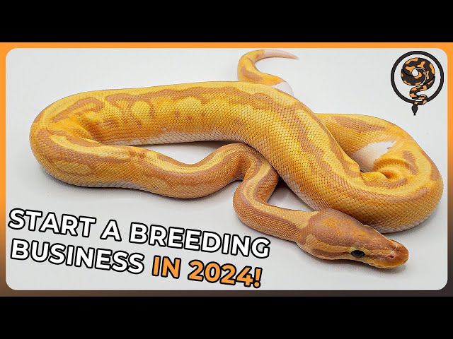 How to Begin a Ball Python Breeding Business in 2025!