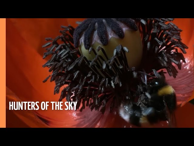Children of the Sun – Wild Bees | Full Documentary