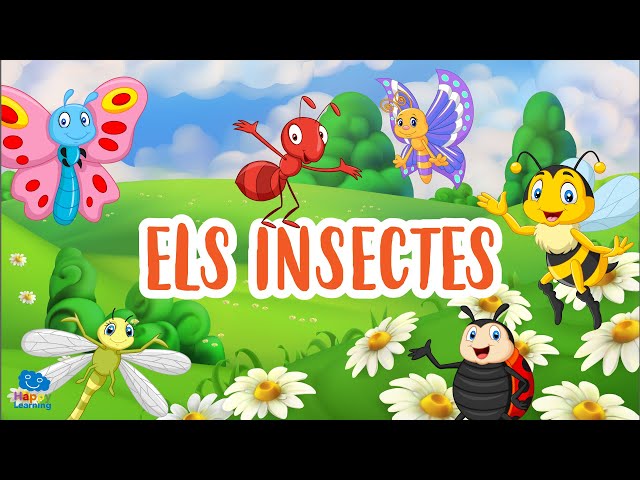Els insectes | Vídeos educatius per a nens en llengua catalana