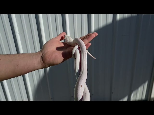 1/13/26 GC Cow Reticulated Python Male