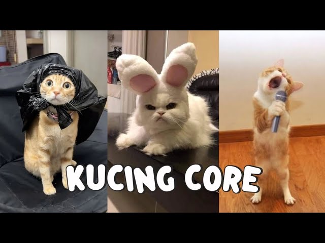 kalo kamu ketawa, kamu kalah! 😆 video kucing bikin ngakak dan bikin gemes😸🐈💖