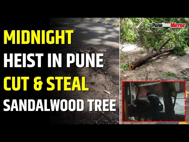 Armed Thieves Fell and steal Sandalwood Tree