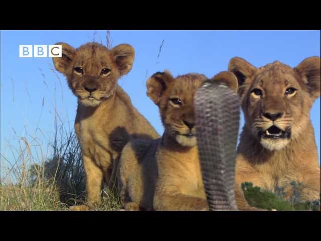 Lion Cubs V Spitting Cobra - Pride (Kate Winslet, Martin Freeman & Rupert Graves)