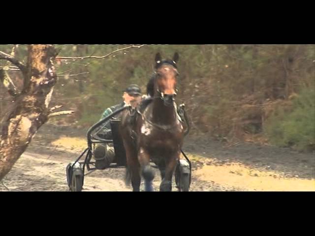 Timoko au travail à l'entraînement - Equidia Live