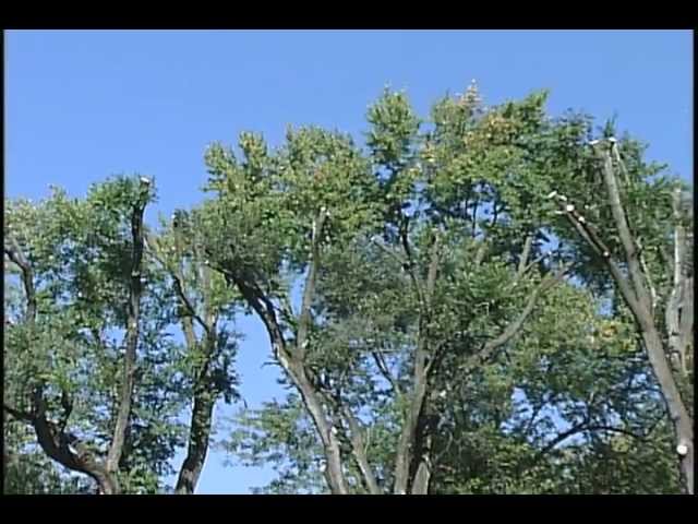 Tree Topping