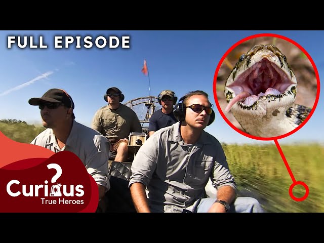 Jaw-Dropping Encounter with Florida's Most DANGEROUS Reptiles | FULL EPISODE
