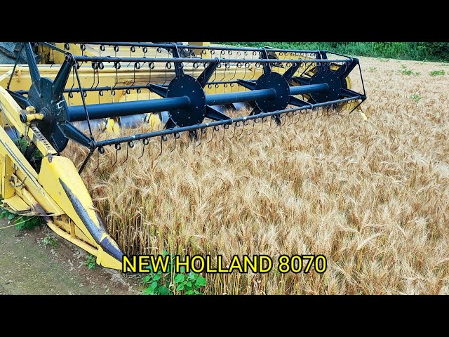 NEW HOLLAND 8070 wheat harvest