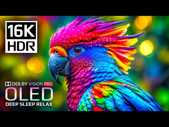 16K HDR Dolby Vision Nature & Forest Animals | 120fps Test for 8K OLED TV