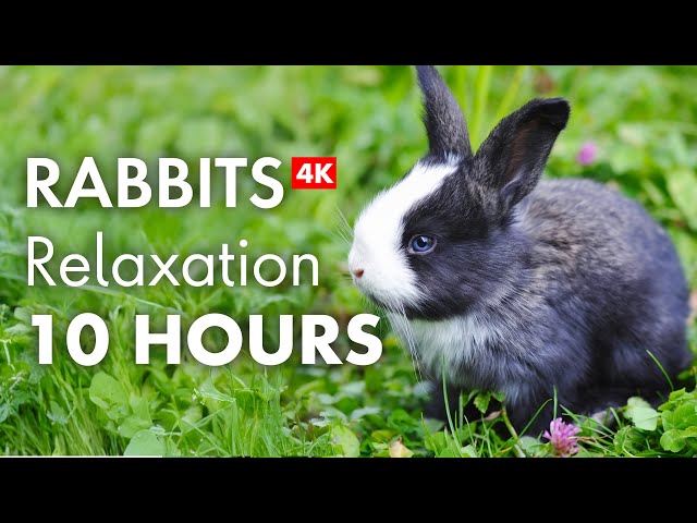 10 Hours of Relaxing RABBITS in 4K!
