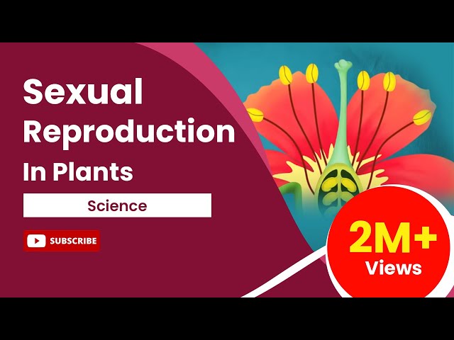 Sexual Reproduction in Flowering Plants | Class 12 Biology Chapter 2 | NCERT | CBSE 2025 | AASOKA