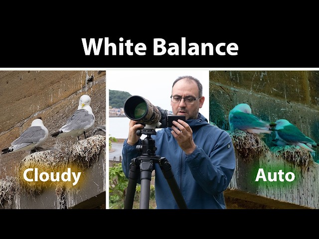 White Balance in Bird Photography: In the Field Tutorial (Colour Temperature & Tint)