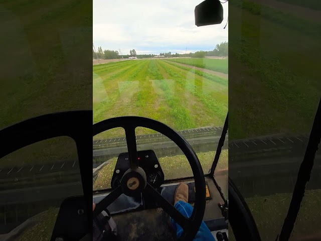 8840 Case International Swather Cutting Alfalfa
