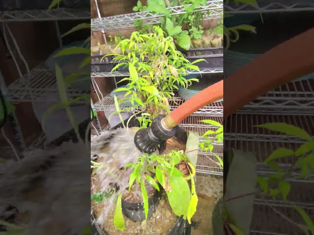 How To Water Winter Urban Garden With Farmer Boy #garden #video 