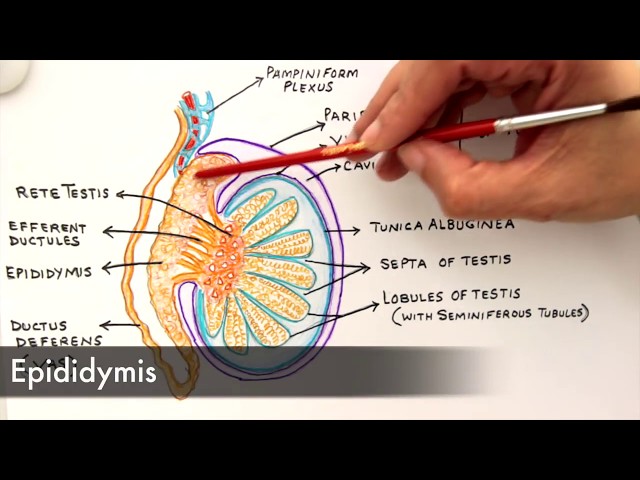 Gross Anatomy and Histology of Testes