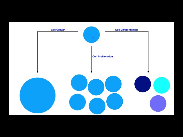 Cell Growth VS Cell Proliferation VS Cell Differentiation