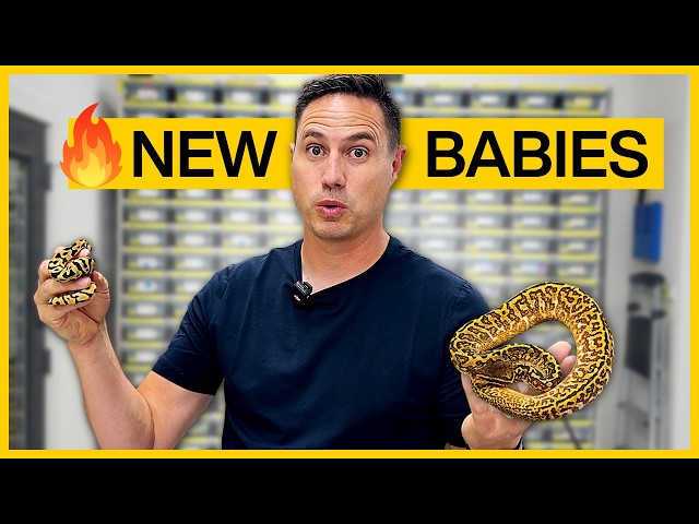 Unboxing CRAZY Monsoon Ball Pythons!