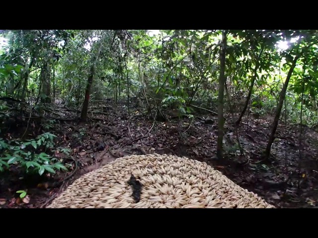 Tabin Wildlife Reserve, Sabah in 360