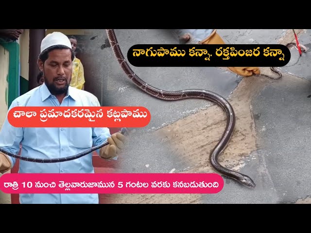 Indian commonkrait venomous snake Rescue Gonegandla Village contact number 9966333589